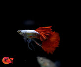 Dumbo Red Tail Ribbon Guppy